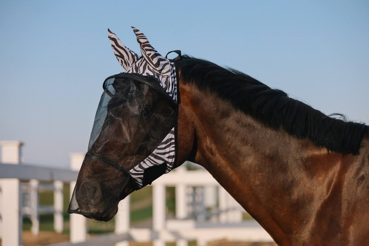Bay horse in a black mesh fly mask with zebra-print ears