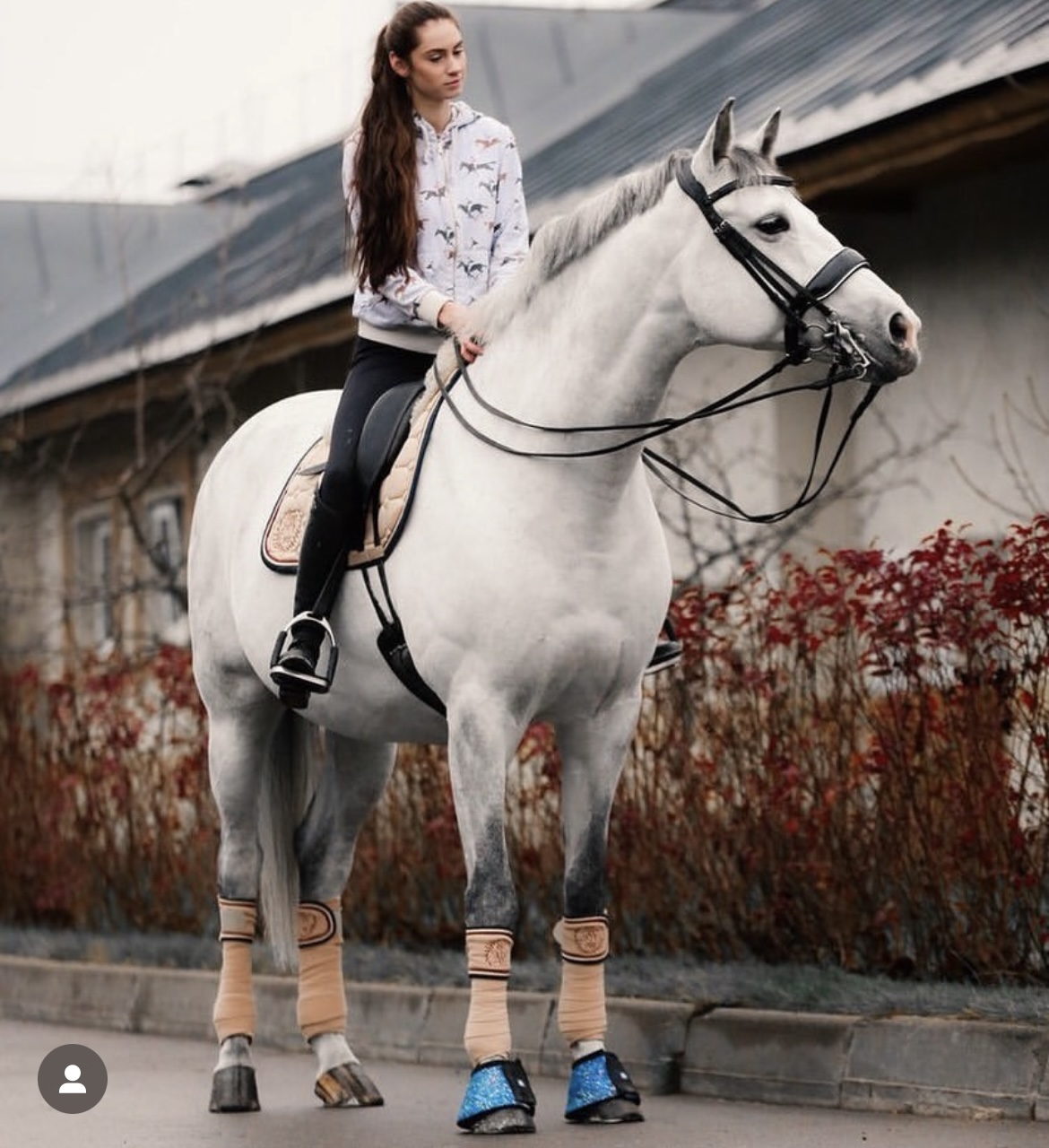 Rider on a grey horse dressed in a beige quilted saddle pad, matching bandage pads and glitter bell boots